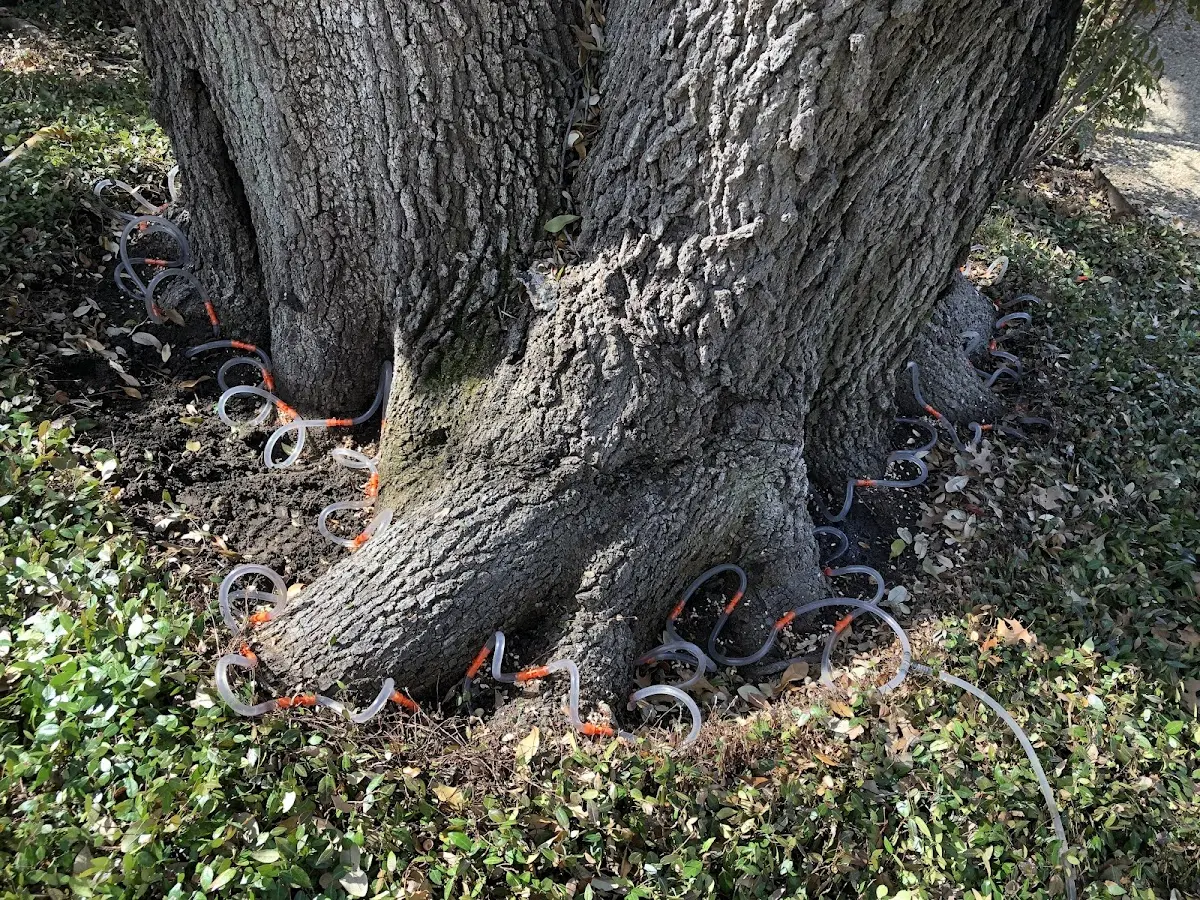 Detailed Tree Cabling and Bracing job site in Gauley Bridge