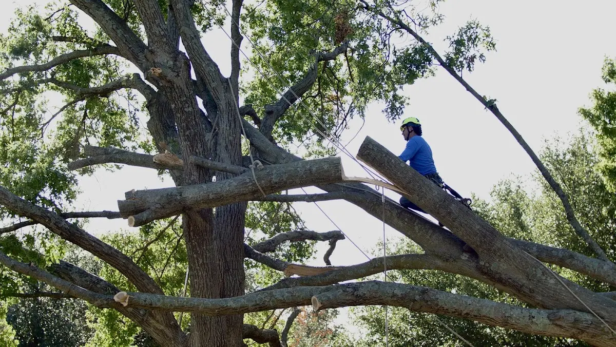 Professional Hazardous Tree Removal performed by certified arborists in Gauley Bridge